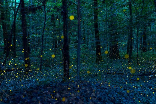 This Lesser-known U.S. National Park Is One of the Best Places to See the Annual Synchronous Fireflies — What to Know