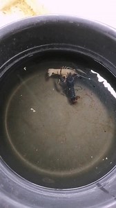 Black Knight🖤 X 🤍Snow White Crayfish Farming🦐🦐🦐💙 #ClarkiCrayfish #crayfishbreeder #crayfishlovers #crayfishvendor #fishloversparadise #crayfishing #cryfish #whitespectreclarkicrayfish #crayfish #redclarkicrayfish #ghostclarkicrayfish #arc #AustralianRedClawCrayfish #australianredclaw #crayfishfarming #DavaoCity | Vons Crayfish Worldd