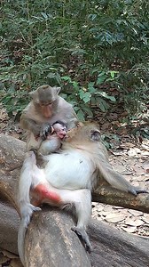 Opps! Monkey Loni catch kidnap baby Addison from monkey Ada, Tiny baby Addison cry loudly scare Loni 😅🥰😘 | Newly Monkey Reel