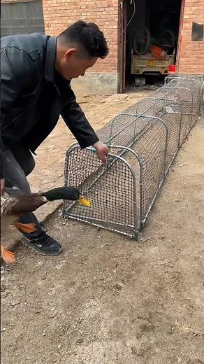 Beautiful Backyard Chicken Tunnel Run System 🐔✨🦢🐔🐓🦆