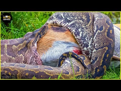 Look What Happens When Massive Python Trying To Swallow A Gazelle With Sharp Horns | Animal Fights