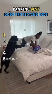 Ranking Best "Dogs Protecting Kids" Moments