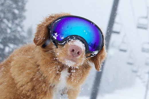 Dog Goggles: Eye Protection for the Elements