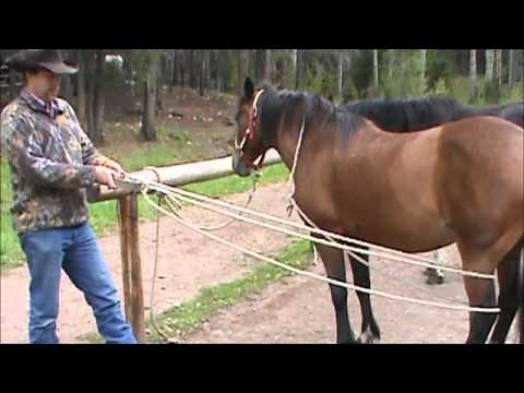 How to tie up a horses hind leg with a Scotch hobble.