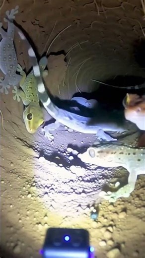 Lizard Cam Adventure 🦎 | Exploring the World from a Reptile’s View