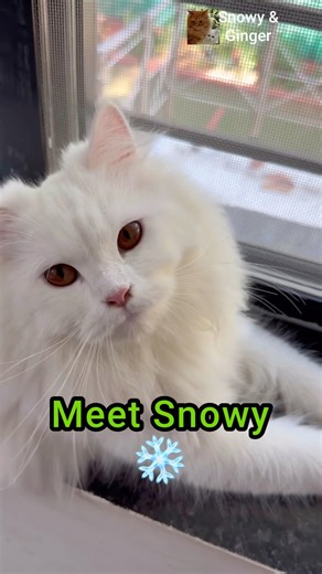 Snowy, the nature loving kitty #cat #cats #catvideos #cuteanimals
