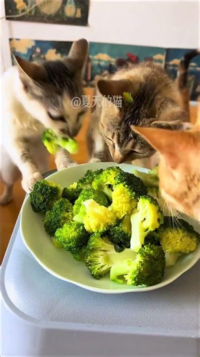How cruel is a cat who eats rice? What bad thoughts can a cat eat? Cats are not picky about food