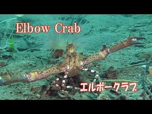 エルボークラブ 変なカニ Elbow Crab Parthenopidae #diving #crab