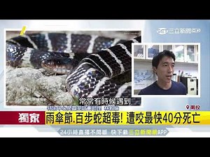 台十大毒蛇出列！看到牠們趕快溜 稀有4毒蛇無血清｜三立新聞台