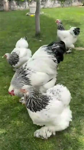 Columbian brahma chickens 🥰#shorts #ytshorts #trending #youtubeshorts #brahmachickens