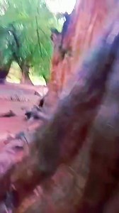 RIO SAN PEDRO HOY... DESBORDADO 💦🐋🐳 | Aguascalientes de Mexico