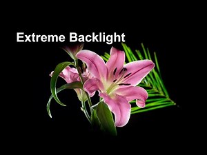 Backlit flower photography: translucent petals reveal all