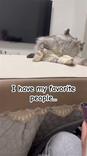 His favorite place is under desk #cat #pets #shorts #cute #kitten #funny #cutecat #cuteanimal