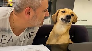 Funny dog and human moments caught on video