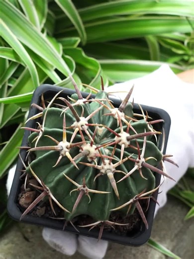 Cactus Ningbo - Rare Cacti, Cactus Plants Live - Etsy