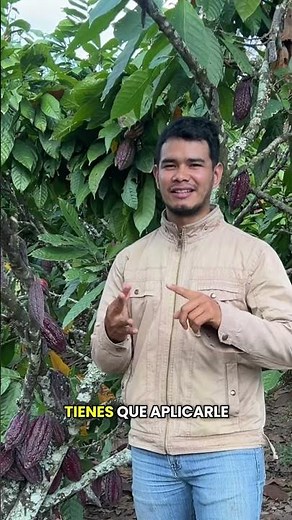 CÓMO MEJORAR la producción de cacao con estos consejos prácticos 🌱🍫 #cacao #agropecuaria