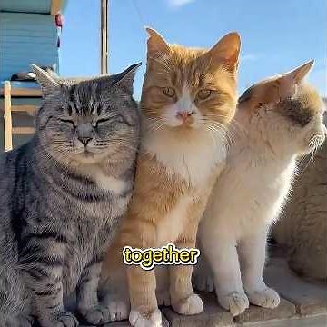 This Woman Built a Paradise for Cats#pet #shuorts #funny