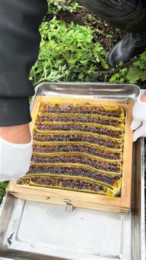 Honeycomb Harvesting 🐝 Unbelievably Satisfying!