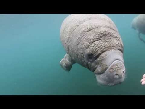 Curious Baby Manatee