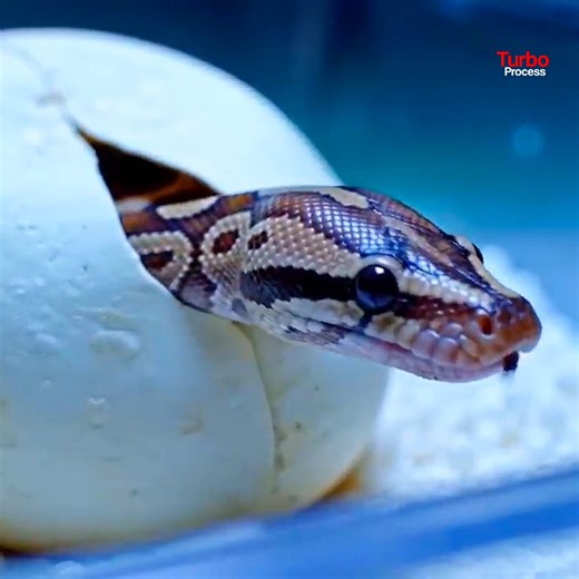 AI Technology Exposed The Real Python Farming Process for Meat and Skin #AITechnology #PythonFarming #howitsmade | Turbo Process