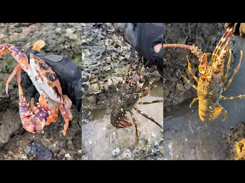 Catching octopus, lobster, crab, fish, and other seafood when the tide is low 20260201