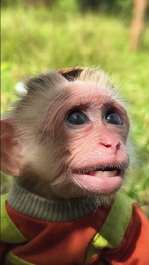 Buem so smart #cutis #monkeybaby #monkeys
