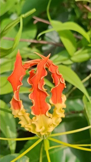 🌺 Flame Lily (Gloriosa superba) – Nature's Fiery Masterpiece 🔥 #shorts #wild #flowers