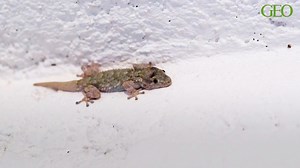 Sciences participatives : comptez les geckos de France