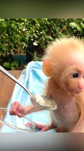 15 reactions | #Reel #monkey #love #animals #zoo #art #nature #cute #photography #photooftheday #fun #instagood #animal #travel #monkeys #wildlife #newyork #nyc #naturephotography #summer #picoftheday #gorilla #monkeysofinstagram #primate #animalphotography #funny #florida #instapic #dogsofinstagram #dog #usa | Adorable Tiny Monkey | Facebook