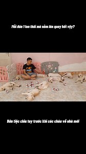 59K views · 1.2K reactions | Mỗi đứa có 1 lon mà nằm lăn quay hết rồi, kém quá  #cucaikimchi #funnydogs | Củ Cải | Facebook