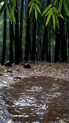 Rain on Bamboo Forest Puddles 🌿🌧️ Soft ASMR Loop #asmr #rainasmr #bambooforest