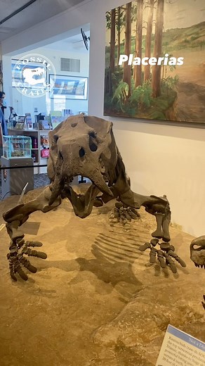 Fossil Crates | Chonky! Placerias is a large, herbivorous #dicynodont that roamed the Late #Triassic period, approximately 221 to 210 million years ago.... | Instagram