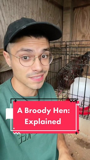 Understanding Broody Hens: A Comprehensive Explanation
