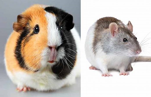 Guinea Pig vs Rat-Which is the Better Pet Rodent ? - Petaddon
