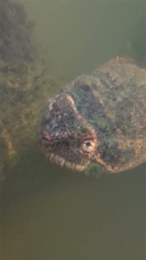 This snapping turtle was looking for dinner!
