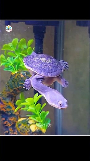 Snake Tries to Eat a Turtle