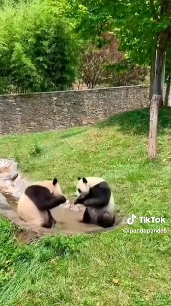 Fighting #tiktok #panda #fyp #foryou