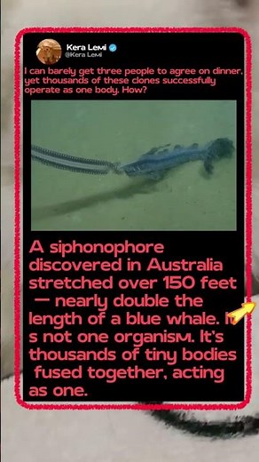 This 150-Foot Deep Sea Creature Isn't What It Seems! 🌊 #Ocean #SciFi #Wildlife
