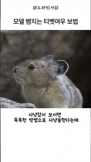 모델뺨치는 티벳여우보법