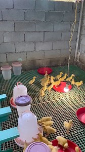 Byaheng isabela kami next week. FREE DELIVER SA MGA MADADAANAN TIPS SA PAGAALAGA NG PEKIN DUCK | D' Mitri