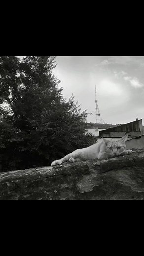 The Flamingos: I Only Have Eyes for You Lyrics