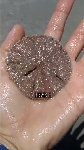 Sand Dollars: The Hidden Wonders Beneath the Beach Sands