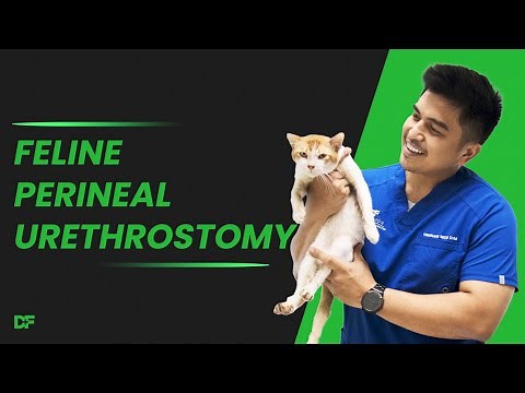 FELINE PERINEAL URETHROSTOMY