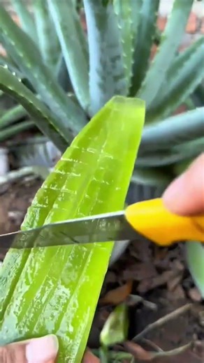 cutting fresh aloe vera leaves into many small square shapes using a sharp yellow knife with care