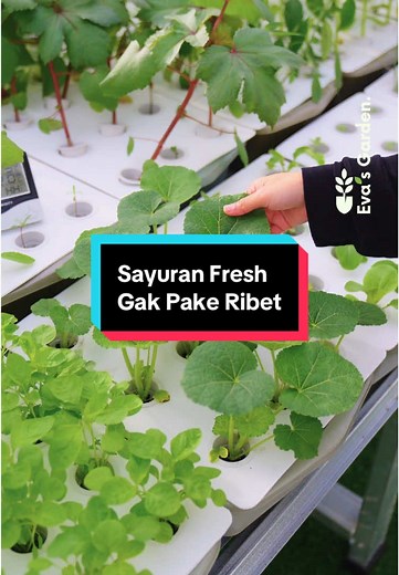 Panen Sayuran Hidroponik Tanpa Ribet