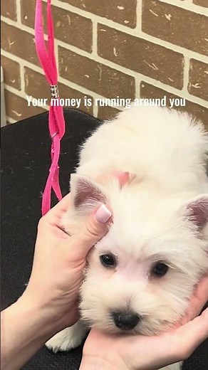 Pet Caring: A Career of Kindness and Income 🐾❤️💰
