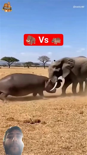 Hippo vs Elephant Head-On Showdown | Ultimate Wildlife Clash 🐘🦛