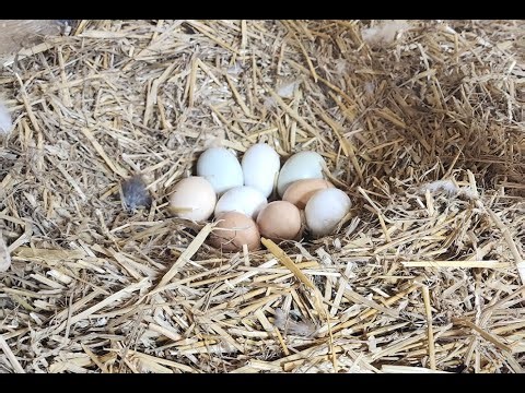 Chickens Hatching