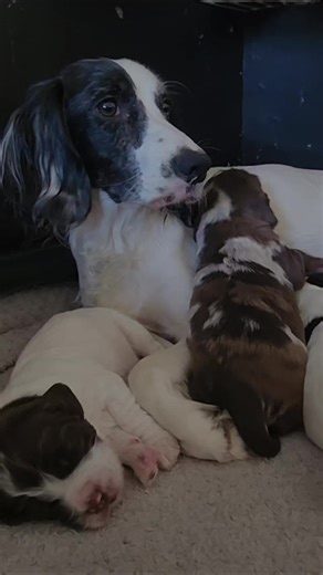 Hiya, were Reggie and Ruby,were working cocker spaniels, mummy got us to be companions,,, guess we took it too far! so we now have a litter of 6 adorable puppies now 2 weeks old 🥰 #cockerspanielsoftiktok #tiktokpuppies #gundogsoftiktok #accidentshappen #spanielsoftiktok