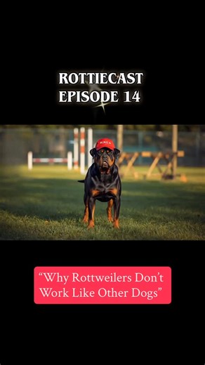 Rottiecast on Instagram: "Rottweilers bond deeply with their family. That loyalty is what makes them special and easily misunderstood. How do you experience this with your Rott🖤🤎? I’ll go first: Kane is very much a one-handler kind of guy. One ring to rule them all… and yeah, that ring is me. 😅 He’s trained with the same Rottweiler training group since he was a puppy. He knows the faces. He knows the trainers. But ask him to work for someone else? Nope. 🚫 He won’t demo new exercises. He won’